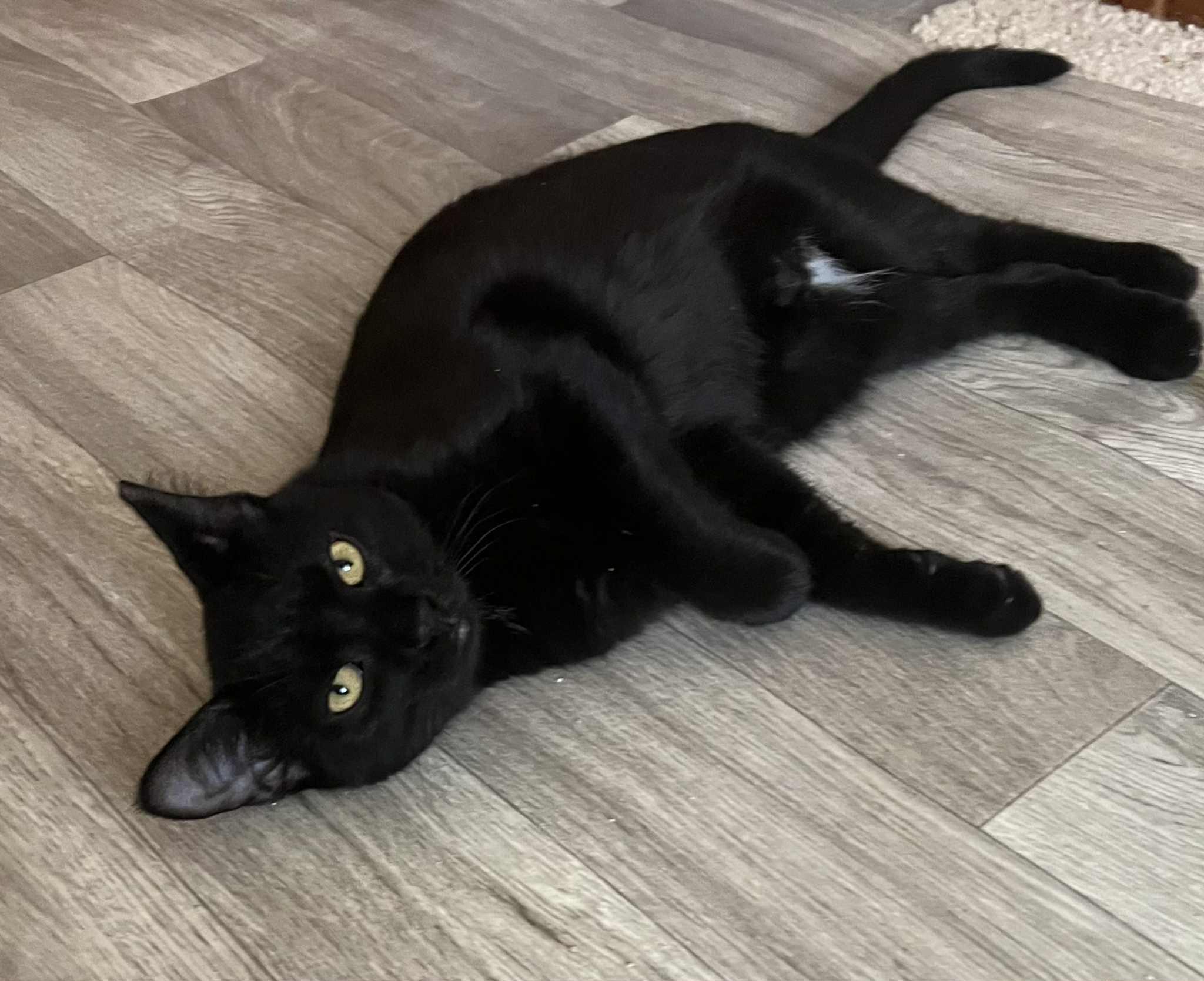 Enlarge Cookie, a Adopted Domestic Short Hair in Wadsworth, OH image 3/6