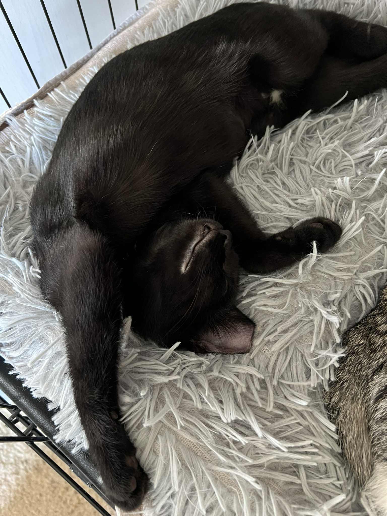 Enlarge Cookie, a Adopted Domestic Short Hair in Wadsworth, OH image 6/6