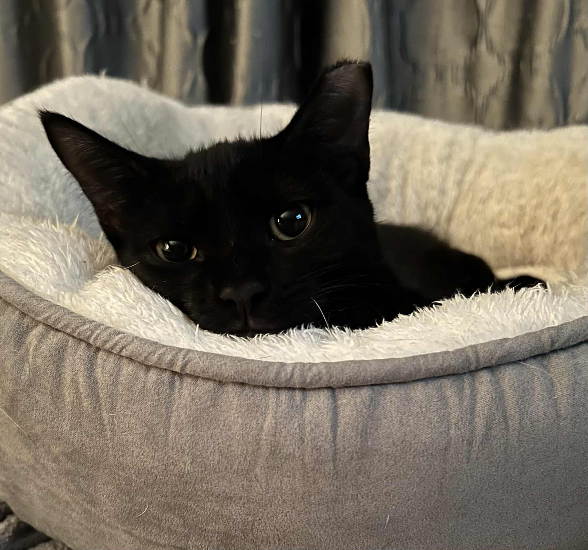 Enlarge Cookie, a Adopted Domestic Short Hair in Wadsworth, OH image 4/6