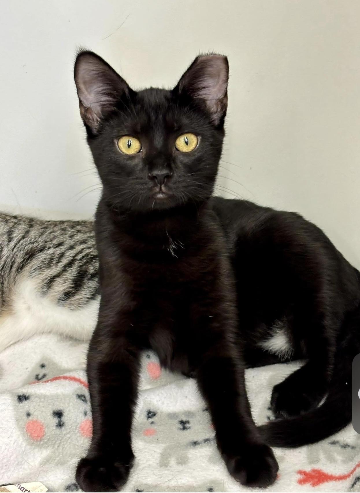 Cookie, Adopted, Kitten Female Domestic Short Hair.