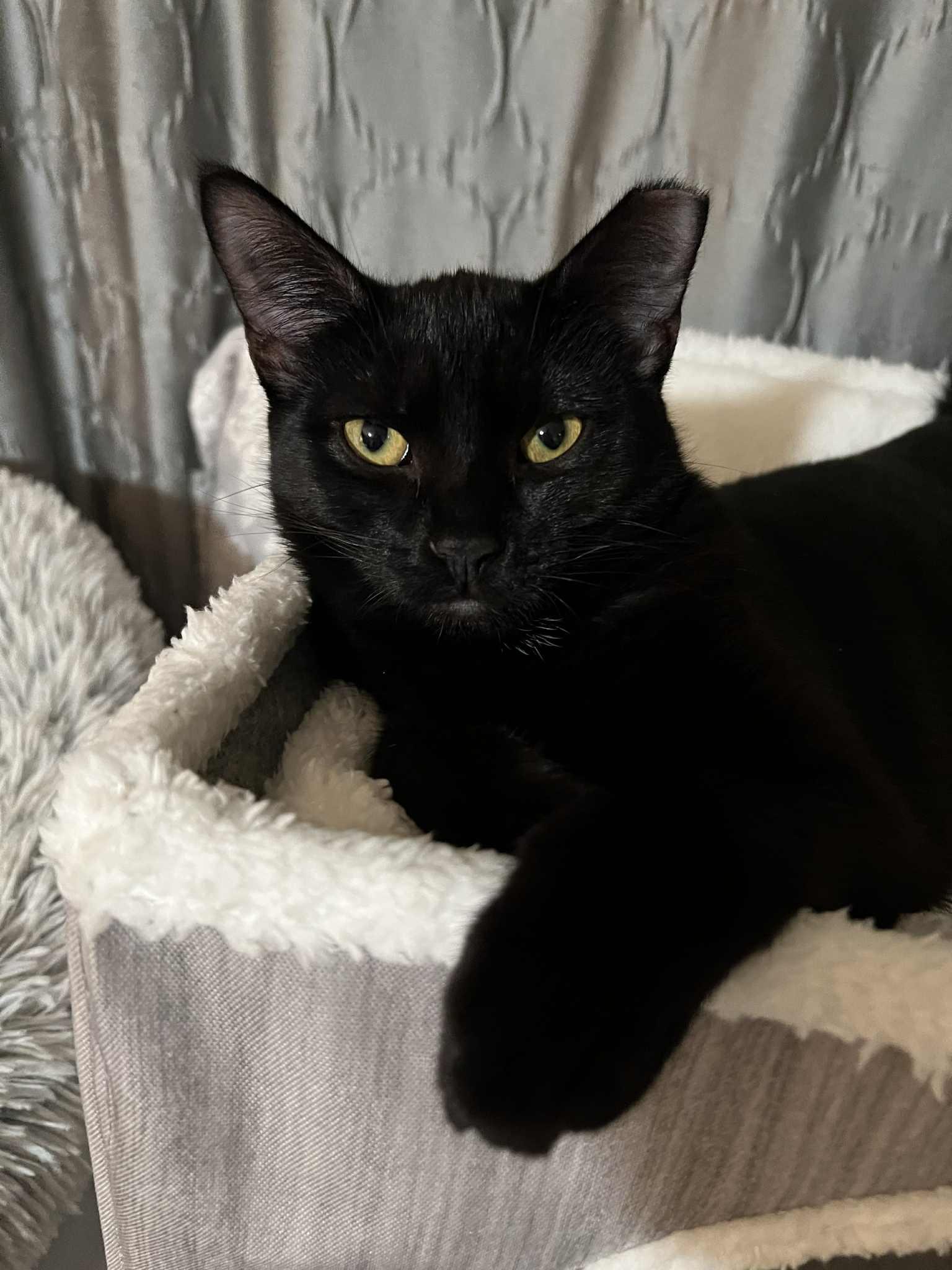 Enlarge Cookie, a Adopted Domestic Short Hair in Wadsworth, OH image 5/6