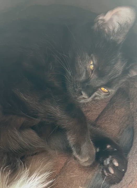 Enlarge Cookie, a Adopted Domestic Short Hair in Wadsworth, OH video 2/6