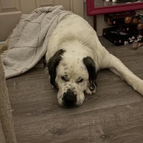 Enlarge Turqouise (Turk), a ADOPTABLE Saint Bernard in Mesa, AZ image 3/4
