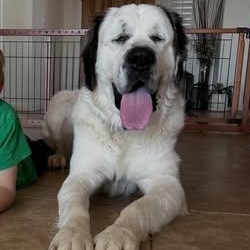 Enlarge Turqouise (Turk), a ADOPTABLE Saint Bernard in Mesa, AZ image 2/4