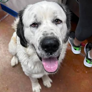 Enlarge Turqouise (Turk), a ADOPTABLE Saint Bernard in Mesa, AZ image 1/4