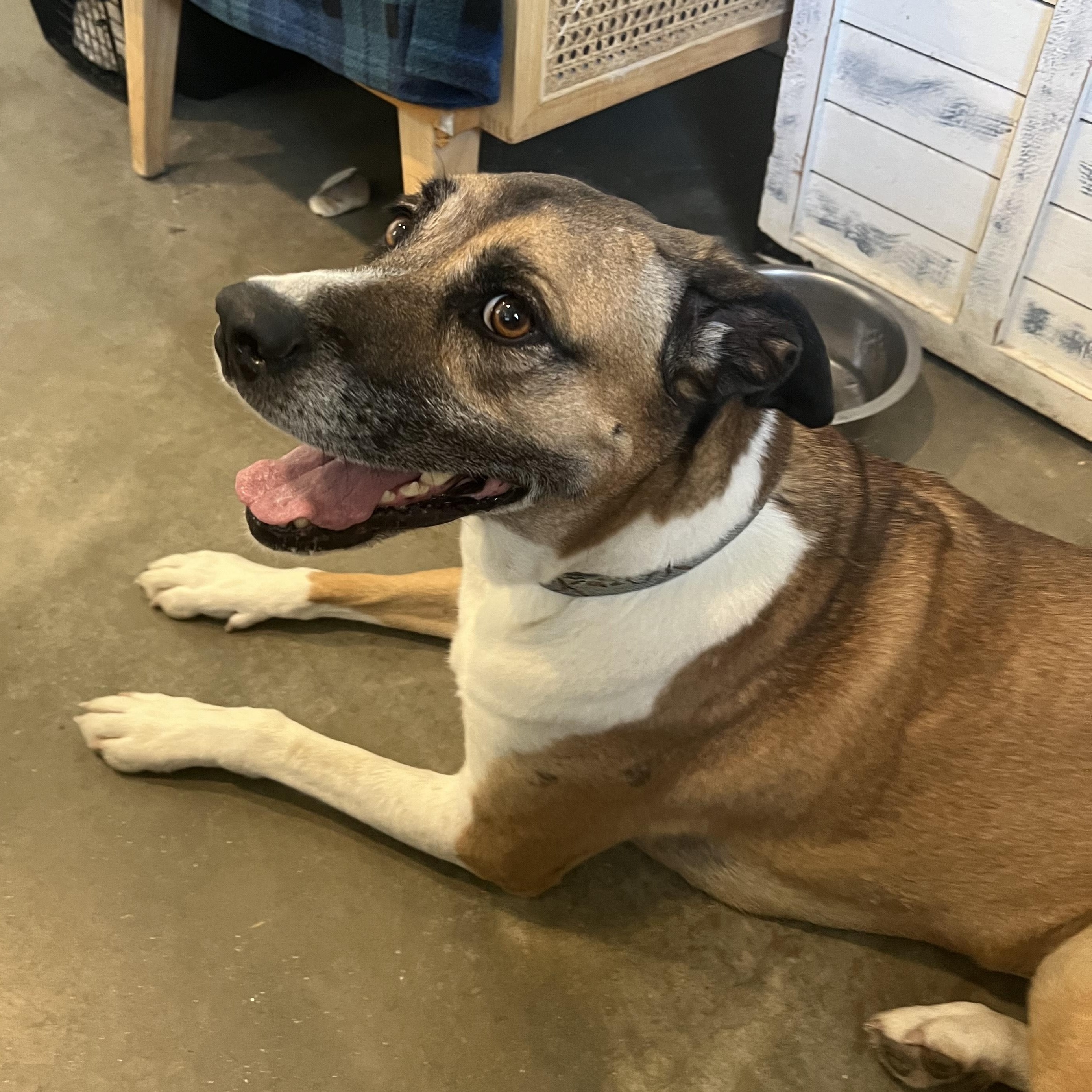 Piper, an adoptable Australian Shepherd, Boxer in Bonners Ferry, ID, 83805 | Photo Image 1