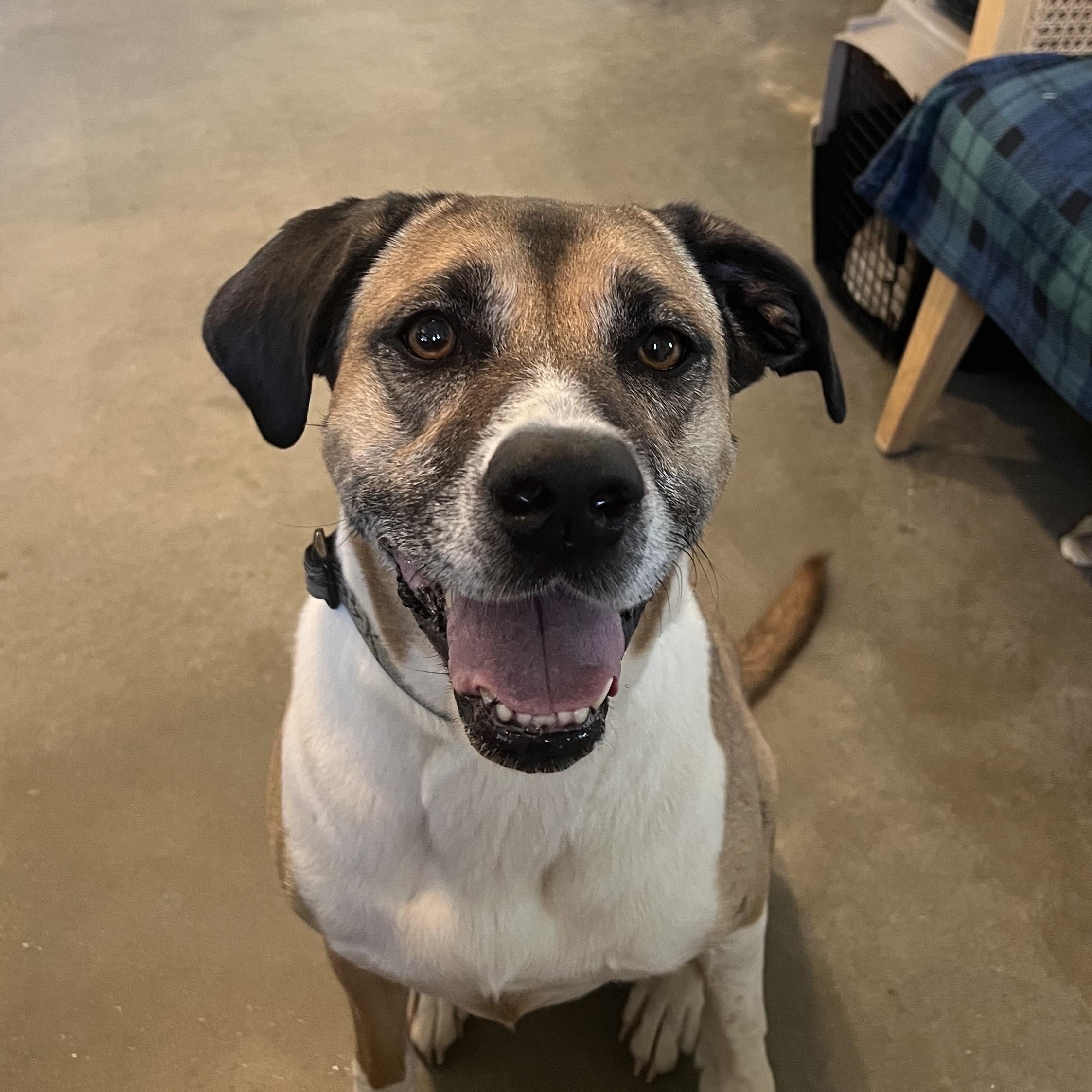 Piper, an adoptable Australian Shepherd, Boxer in Bonners Ferry, ID, 83805 | Photo Image 2