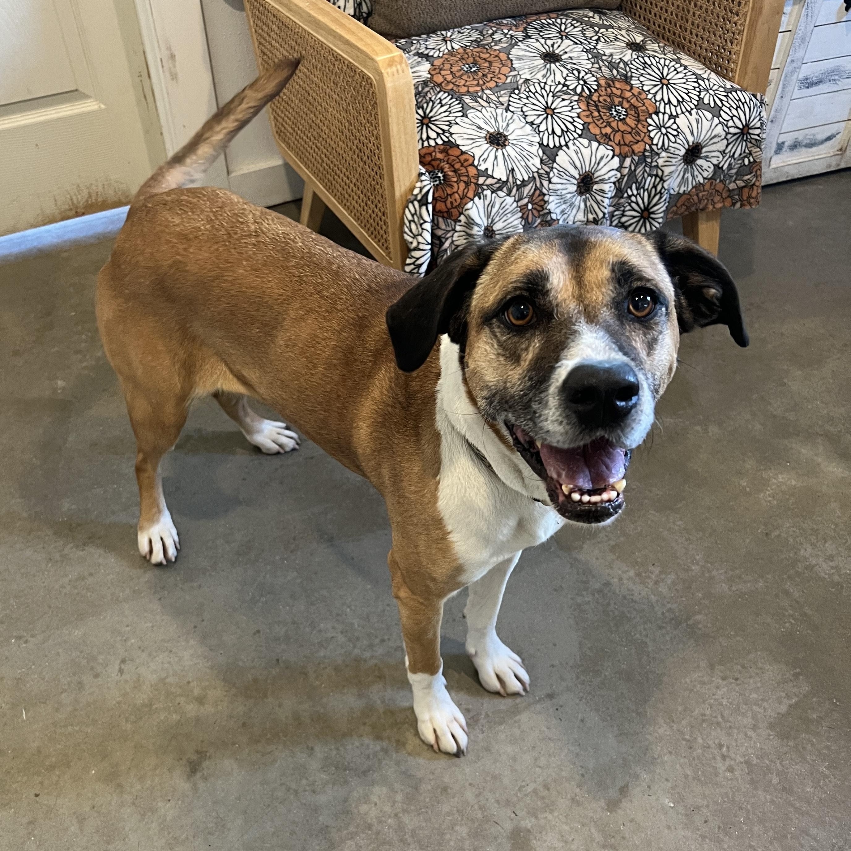 Piper, Adoptable, Adult Female Boxer & Australian Shepherd.