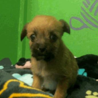 Lisa, Adoptable, Puppy Female Schnauzer.