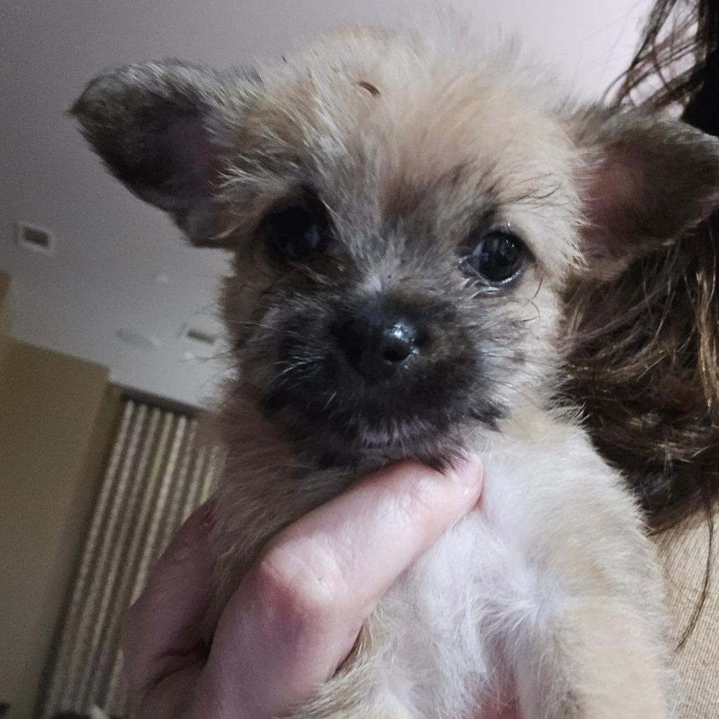 Lisa, a Adoptable Schnauzer in Katy, TX image 2/2