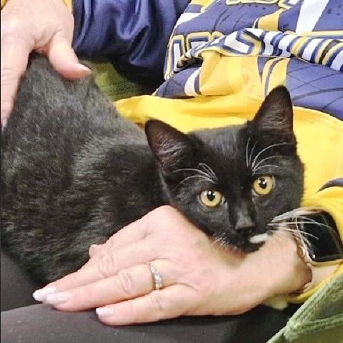 Rima, an adoptable Tabby in Salt Lake City, UT, 84109 | Photo Image 2