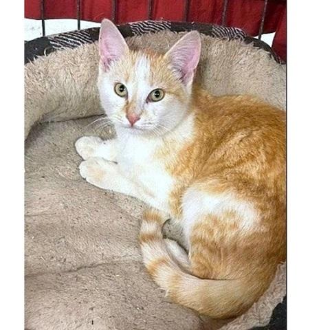 Rima, an adoptable Tabby in Salt Lake City, UT, 84109 | Photo Image 1