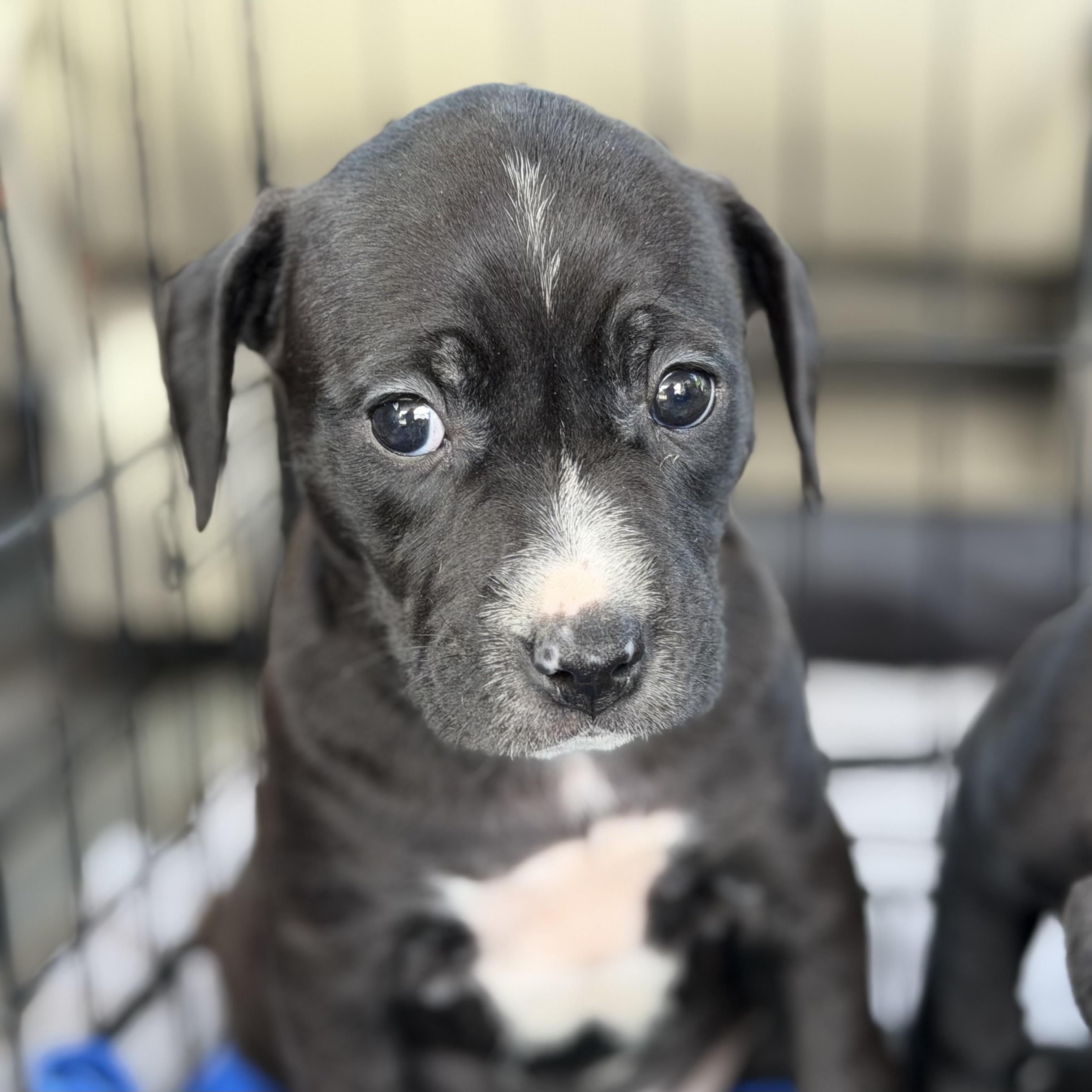 Enlarge Eucerin, a Adoptable mixed breed in Columbia, SC image 2/4