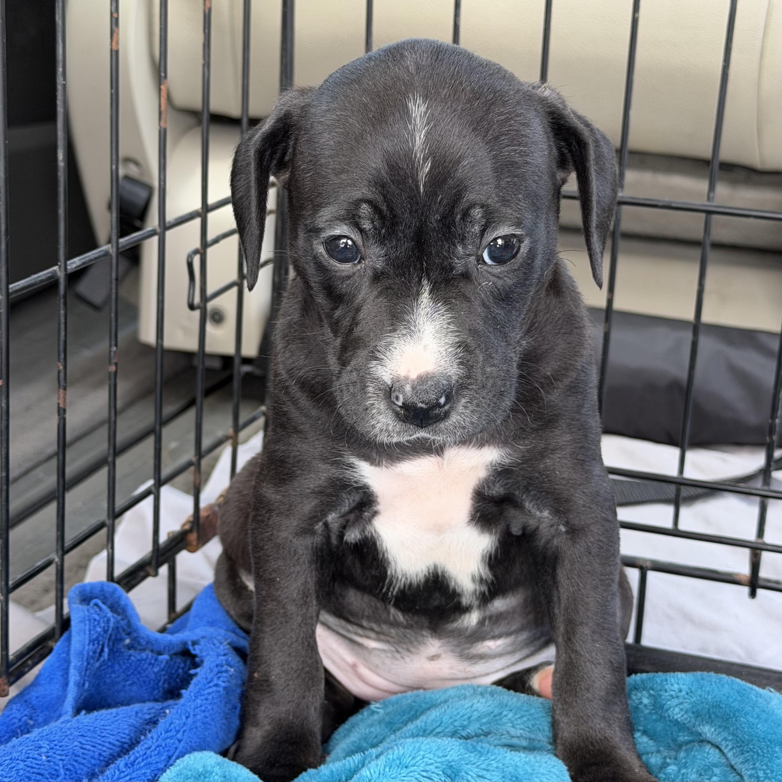 Enlarge Eucerin, a Adoptable mixed breed in Columbia, SC image 3/4