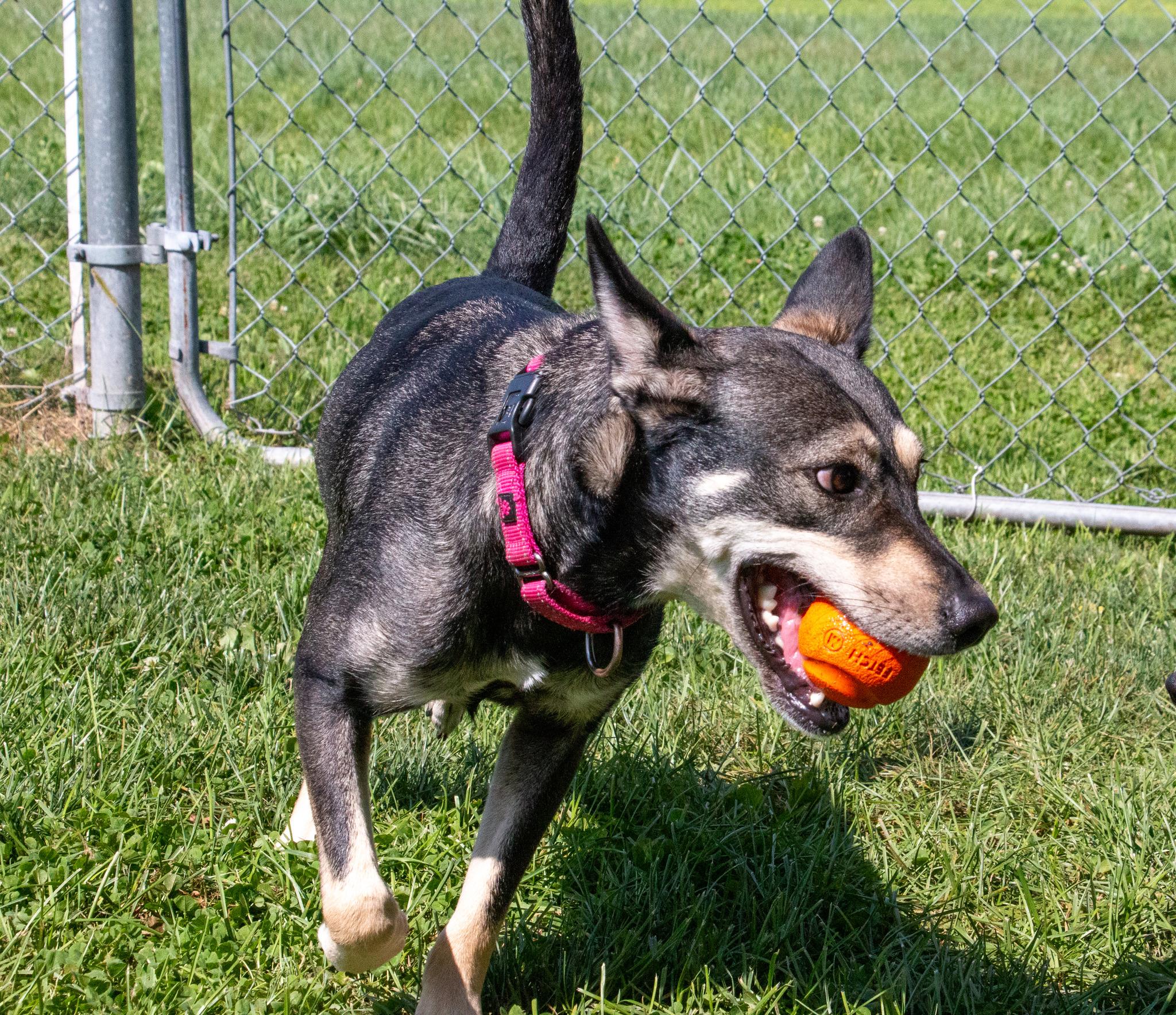 Enlarge Gisselle, a Adoptable mixed breed in Scranton, PA image 4/6