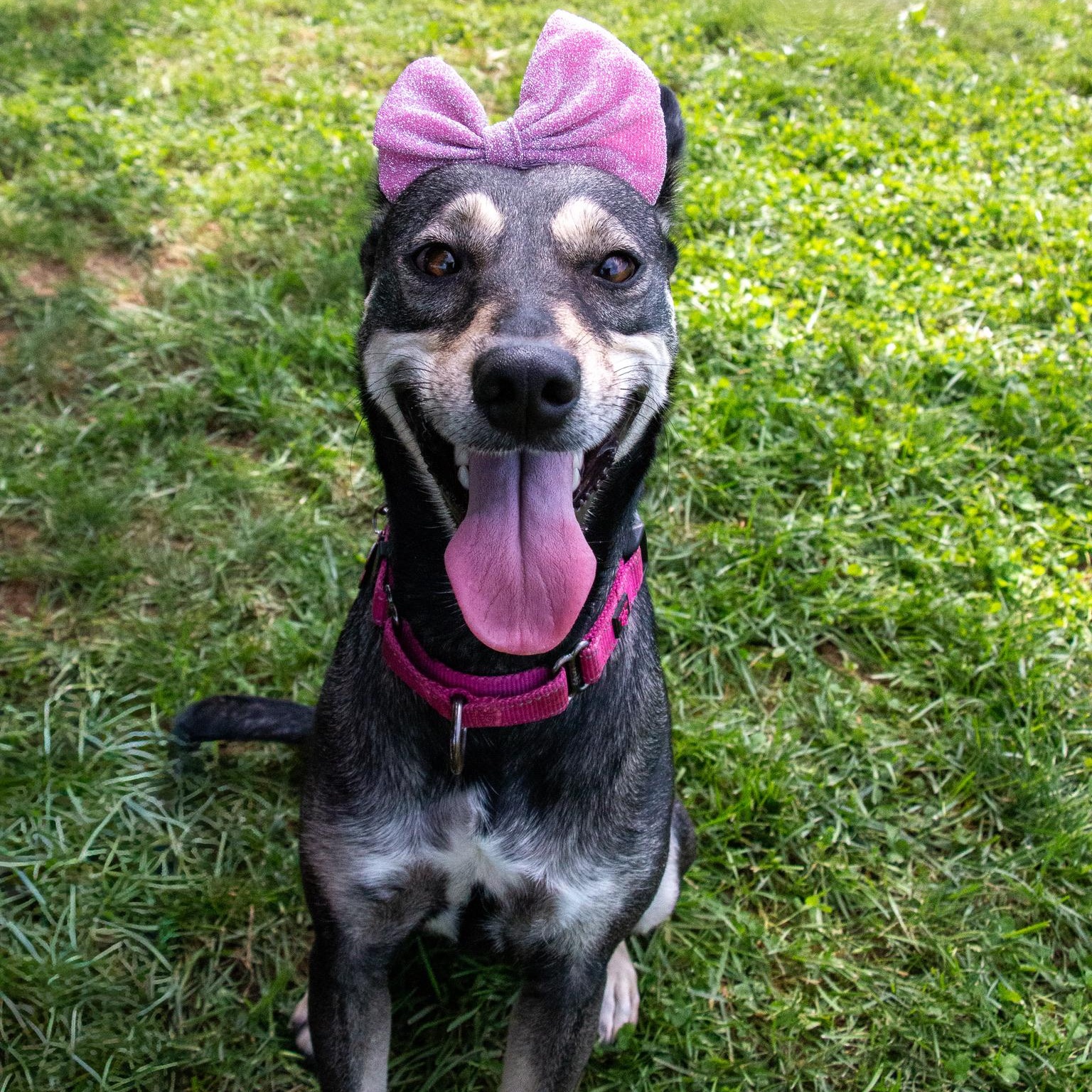 Gisselle, Adoptable, Adult Female German Shepherd Dog.