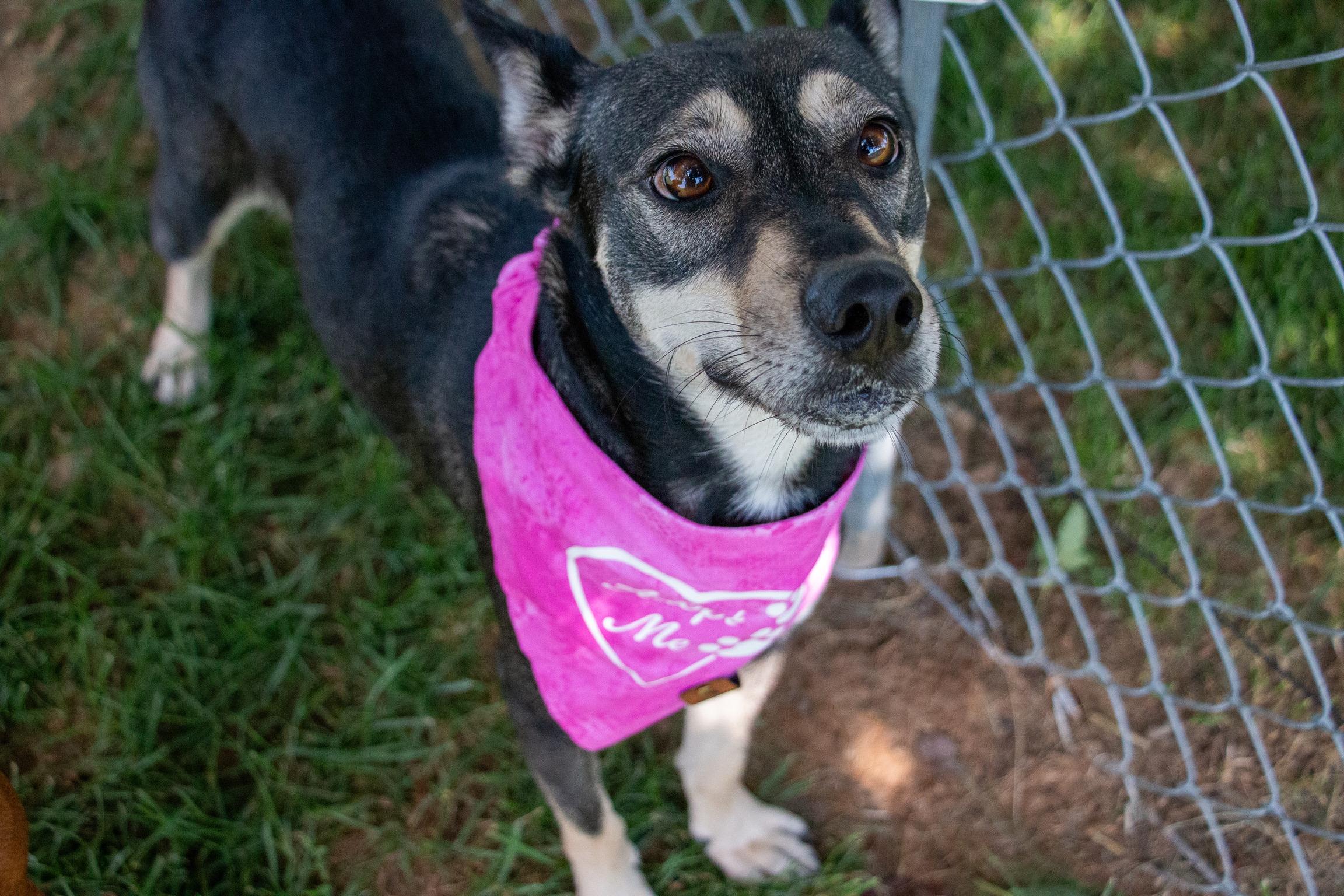 Enlarge Gisselle, a Adoptable mixed breed in Scranton, PA image 6/6