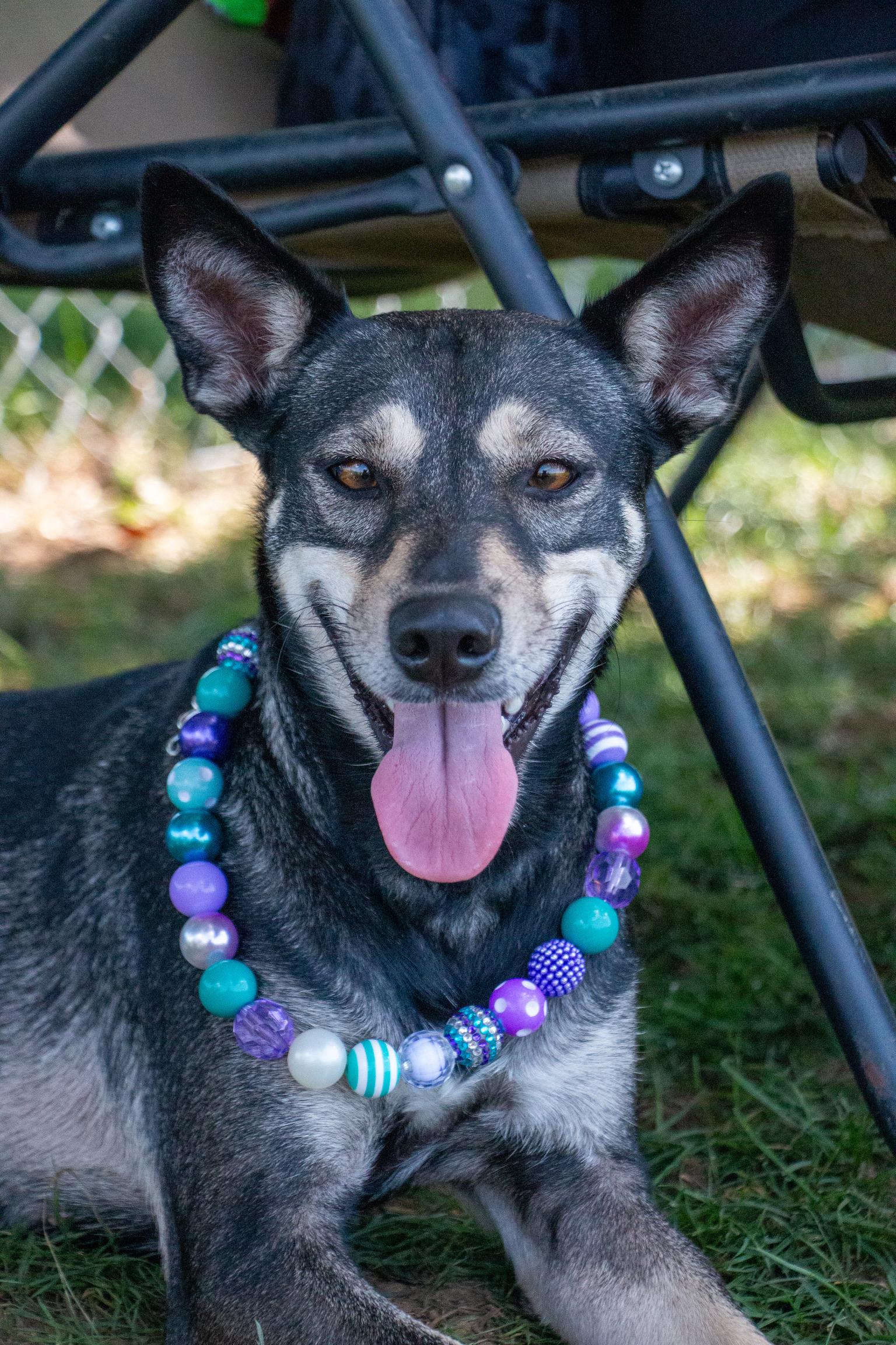 Enlarge Gisselle, a Adoptable mixed breed in Scranton, PA image 5/6