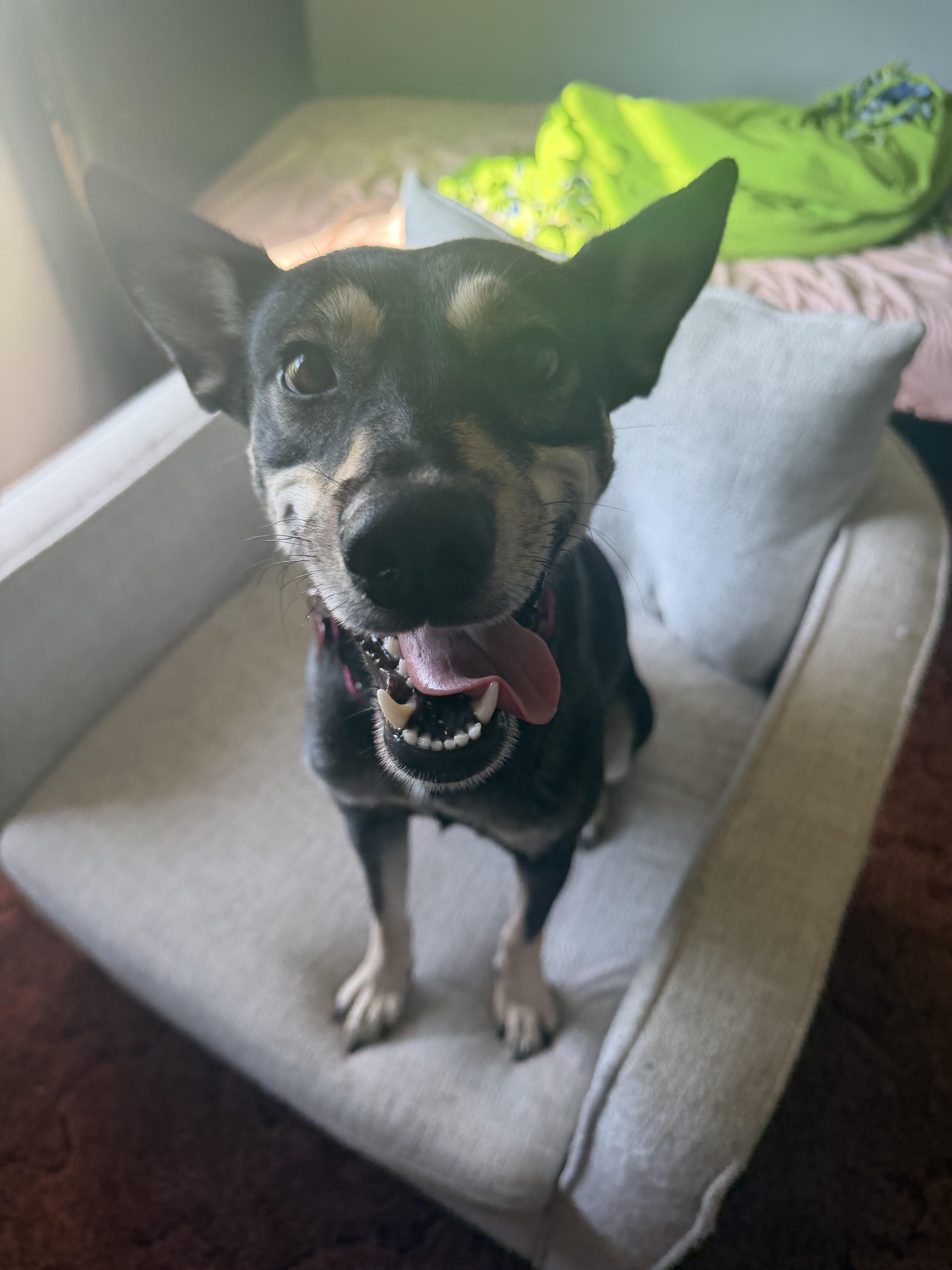 Enlarge Gisselle, a Adoptable mixed breed in Scranton, PA image 2/6