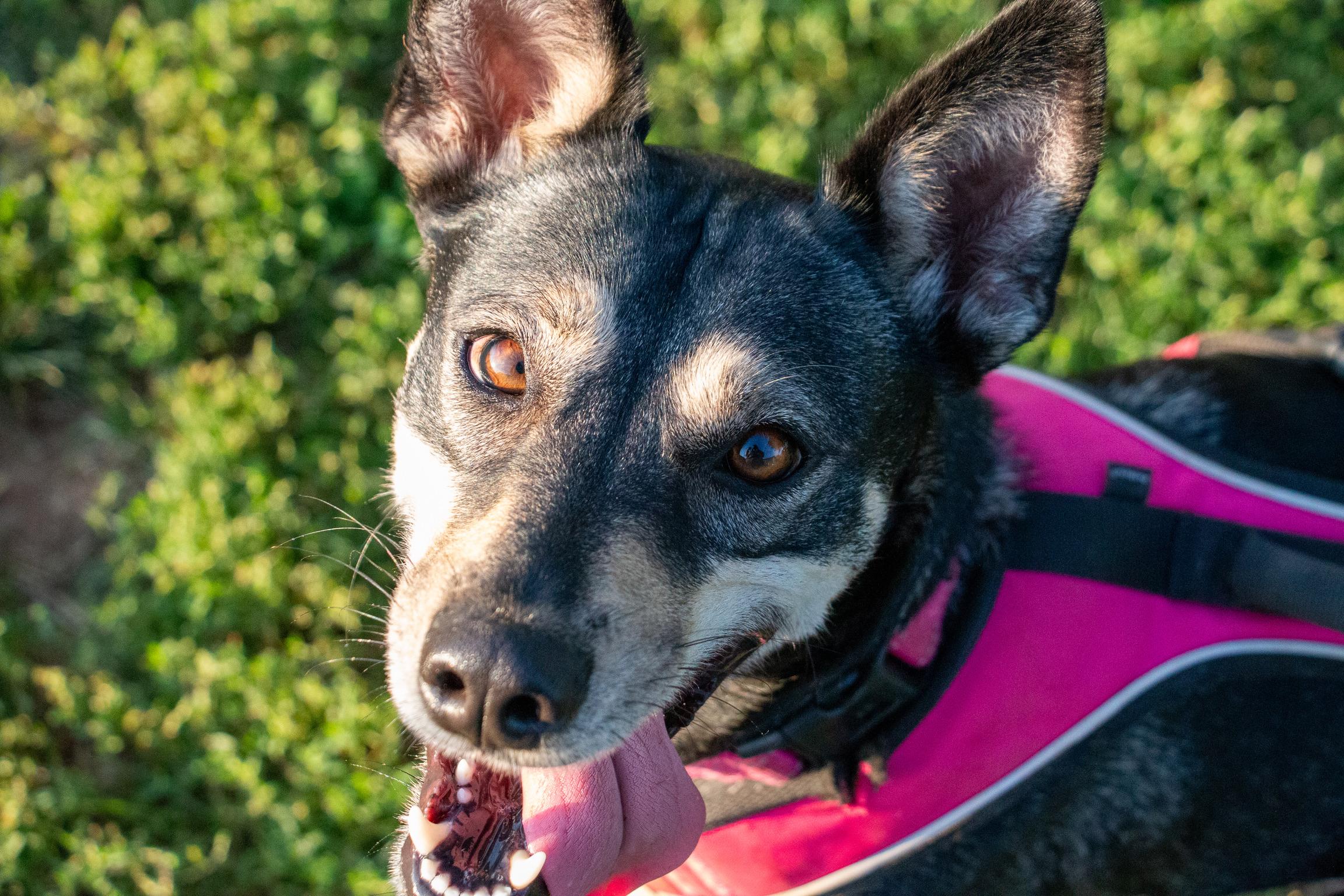Enlarge Gisselle, a Adoptable mixed breed in Scranton, PA image 3/6