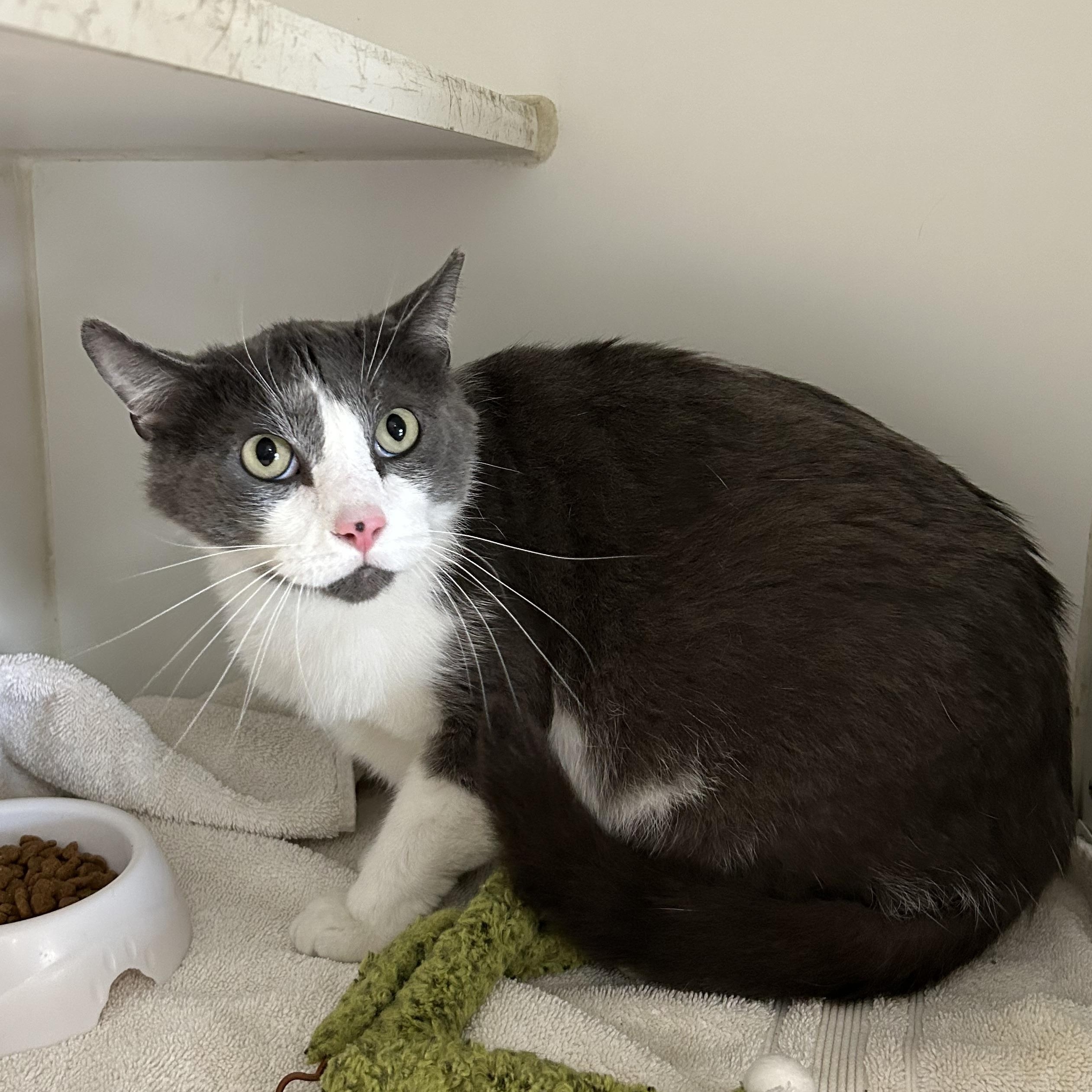 Nick, a Adoptable Domestic Short Hair in La Grange Park, IL image 1/5