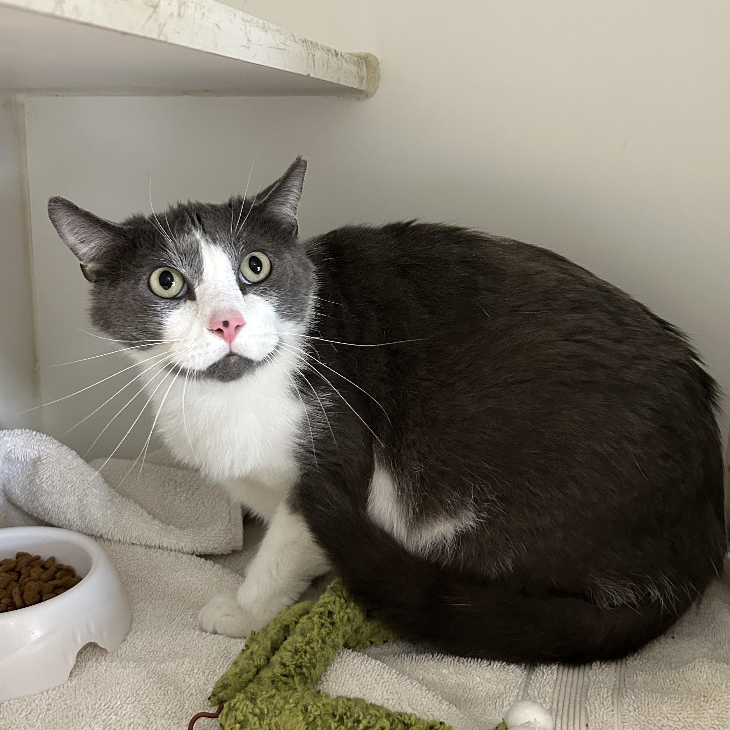 Nick, a Adoptable Domestic Short Hair in La Grange Park, IL image 3/5