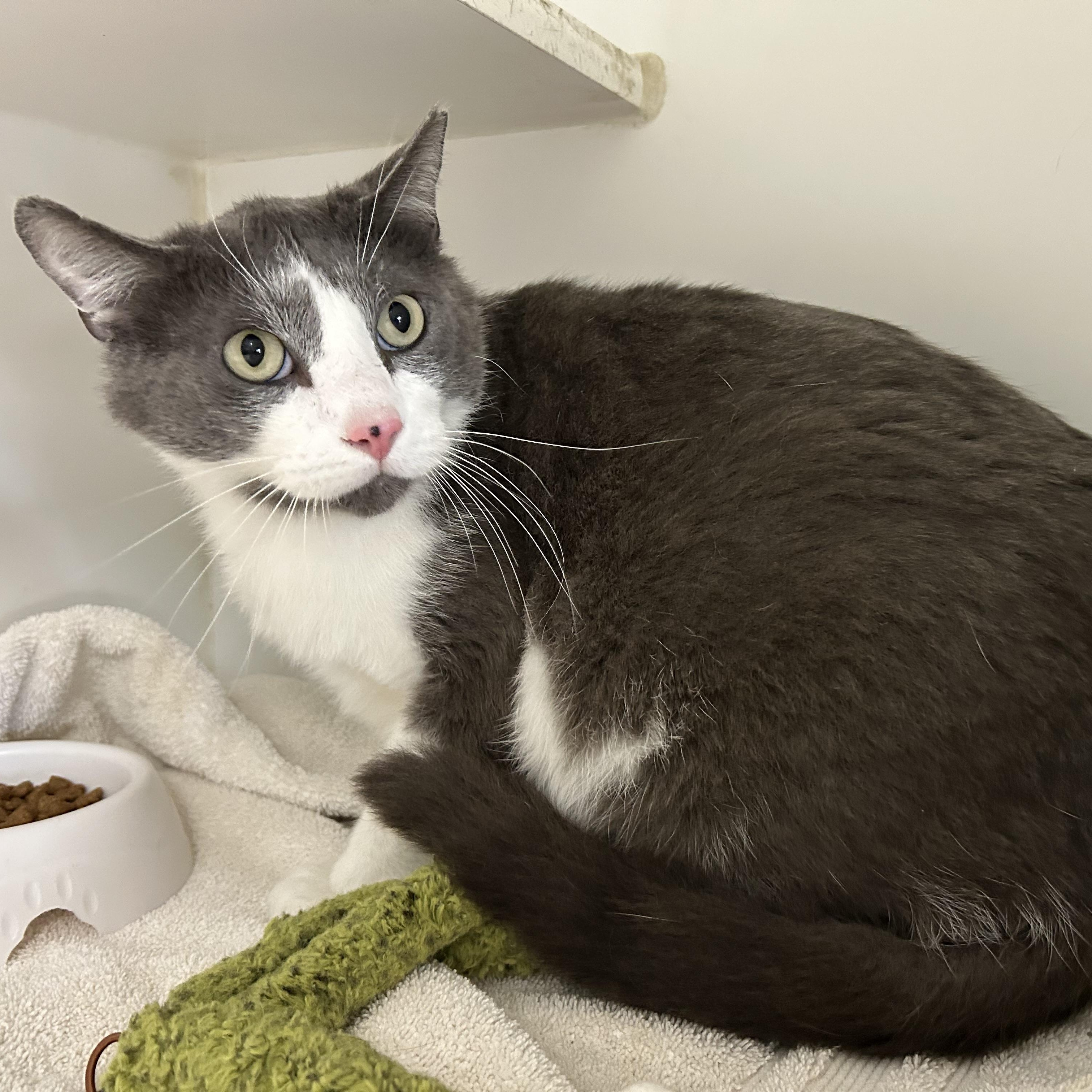 Nick, a Adoptable Domestic Short Hair in La Grange Park, IL image 4/5