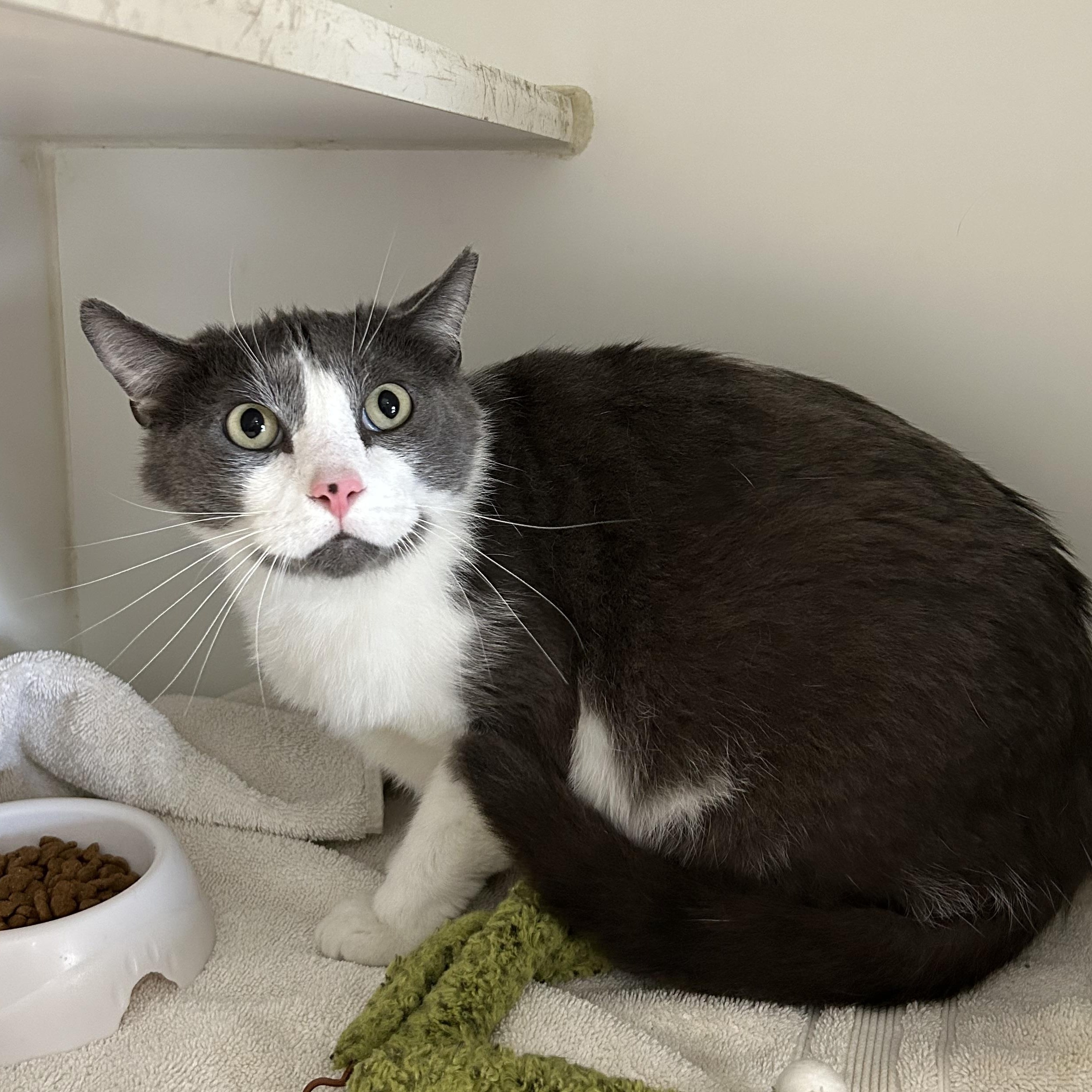 Nick, Adoptable, Adult Male Domestic Short Hair.