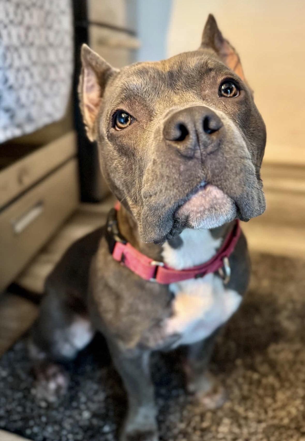 Enlarge May, a Adoptable American Bully in Portland, OR image 3/4