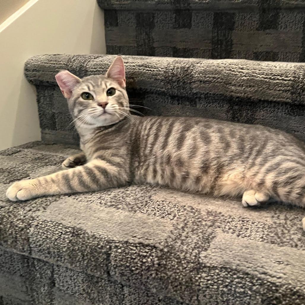 Molasses, Adoptable, Young Male Domestic Short Hair.