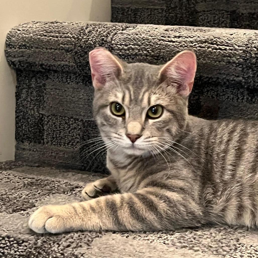 Enlarge Molasses, a Adoptable Domestic Short Hair in Springfield, OR image 2/3