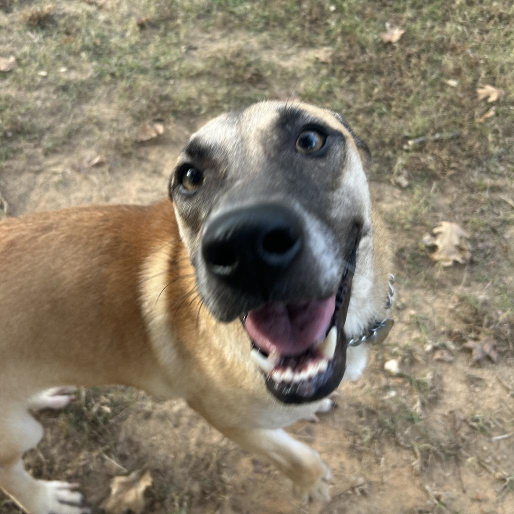 Thumper, Adoptable, Young Male Mixed Breed.