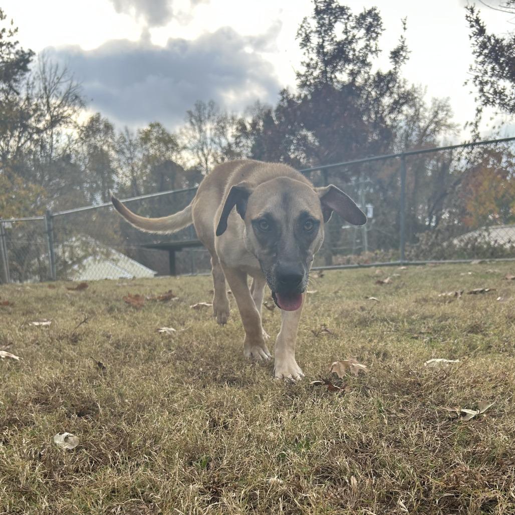 Thumper, a Adoptable Mixed Breed in Auburn, AL image 2/6