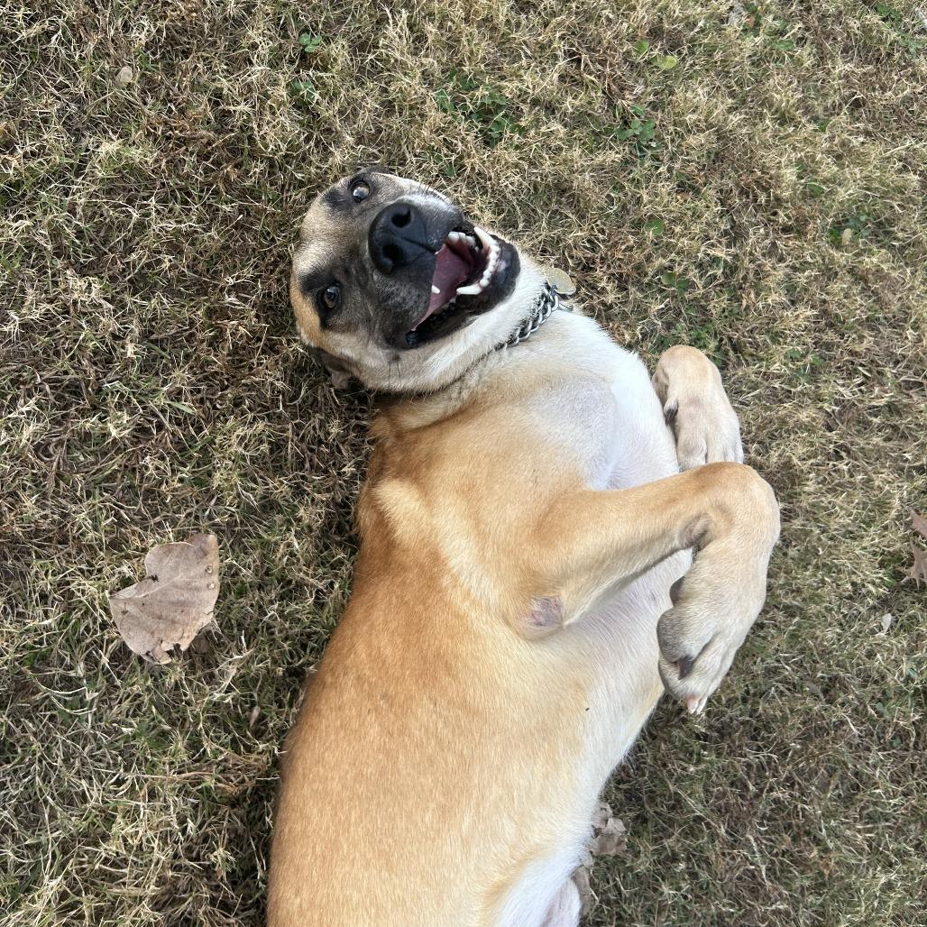 Thumper, a Adoptable Mixed Breed in Auburn, AL image 3/6