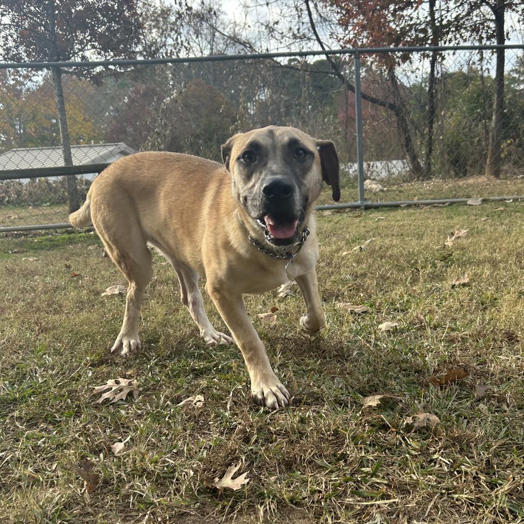 Thumper, a Adoptable Mixed Breed in Auburn, AL image 4/6