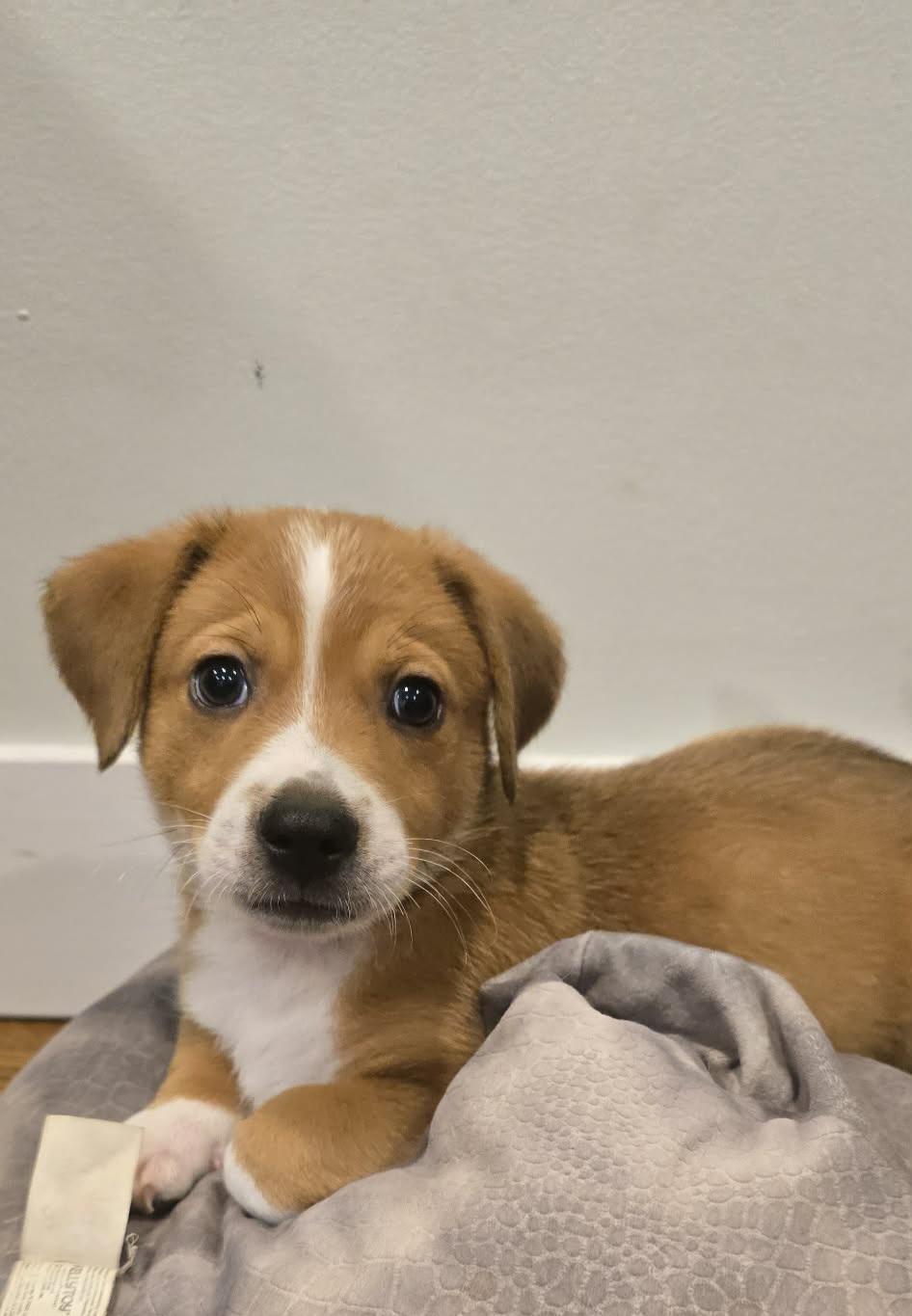 Enlarge Luigi, an adopted mixed breed in Grand Rapids, MI image 2/2