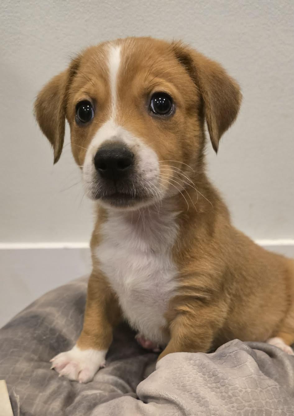 Luigi, adopted, Puppy Male Beagle & Chihuahua.