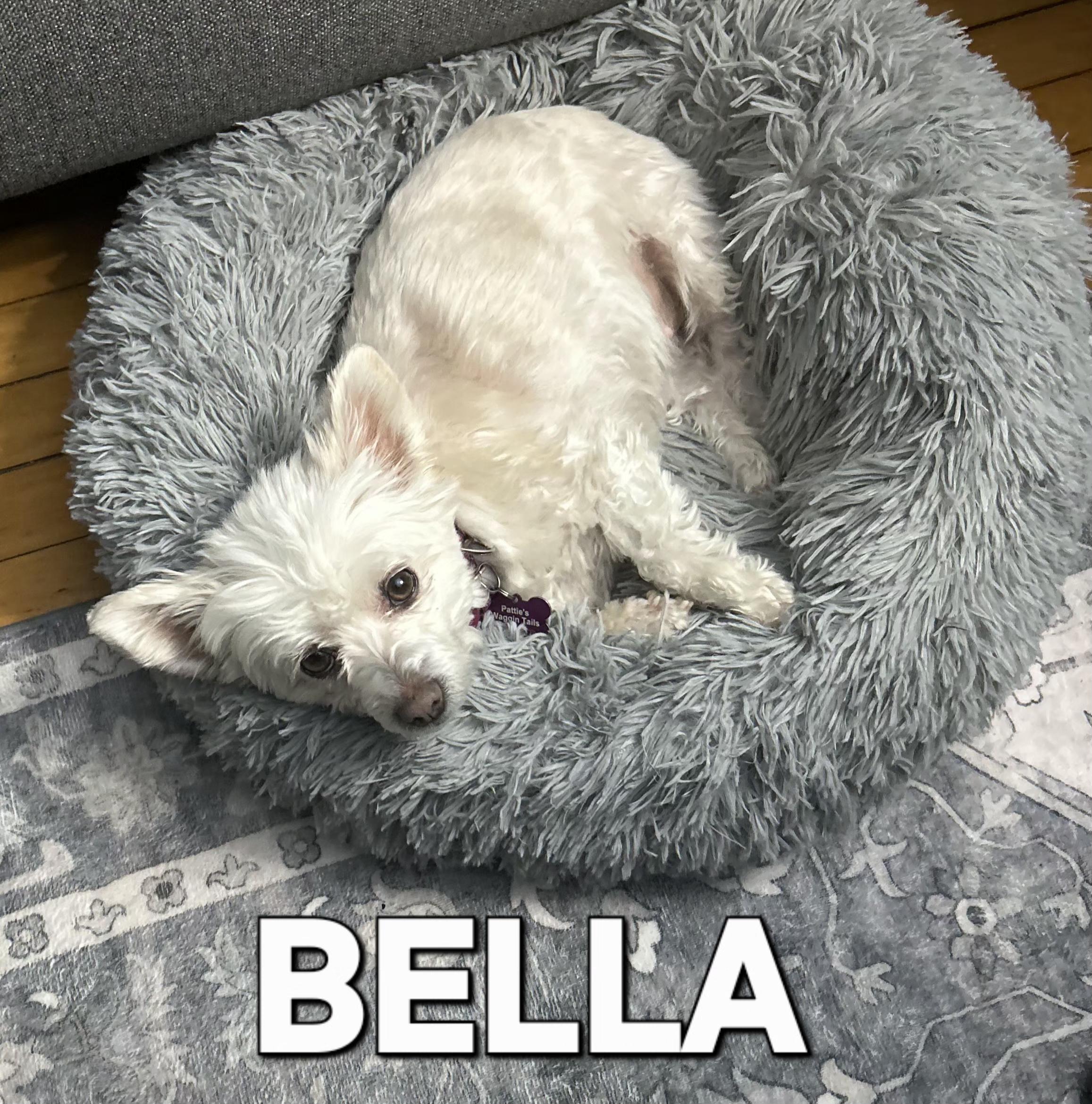 Bella , a ADOPTABLE mixed breed in Tunkhannock, PA image 1/2