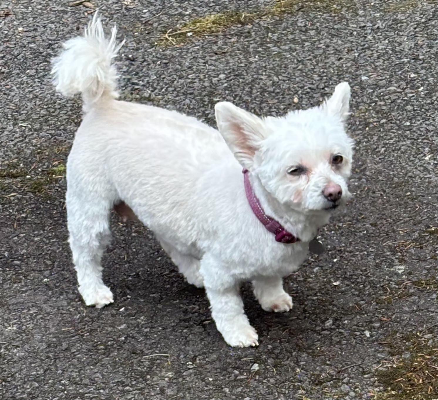 Bella , a ADOPTABLE mixed breed in Tunkhannock, PA image 2/2