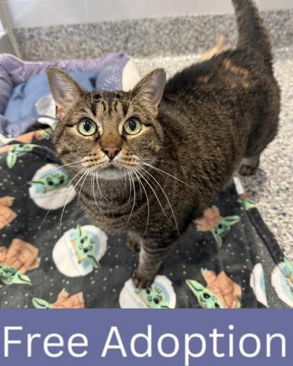 Lavender, Adoptable, Adult Female Domestic Short Hair & Domestic Short Hair.