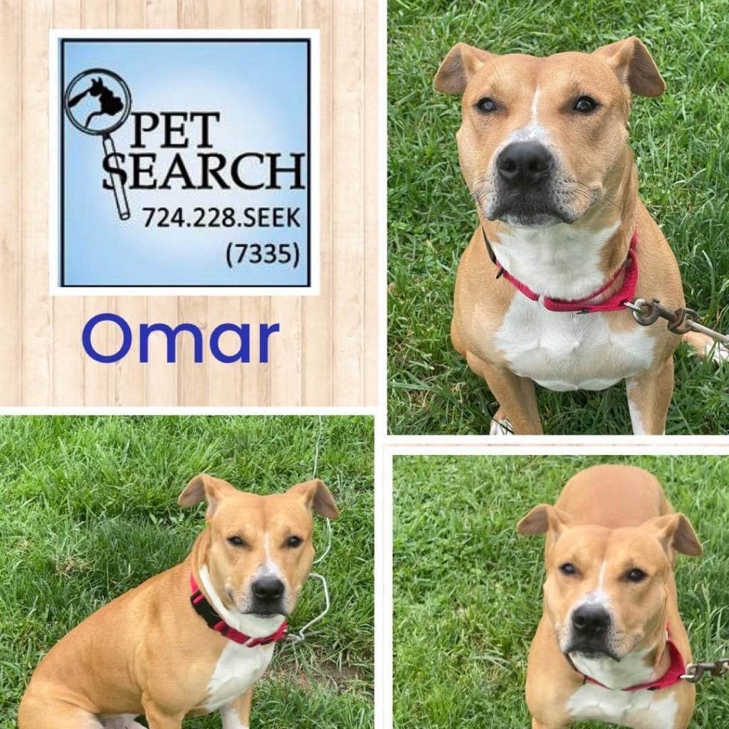 Enlarge Omar, a Adoptable mixed breed in Washington, PA image 1/1