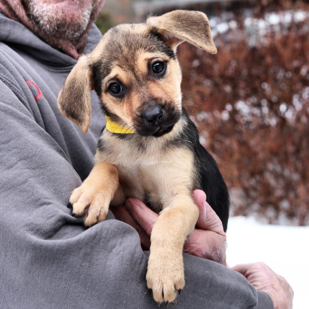 CT Tori, Adoptable, Puppy Female Hound.