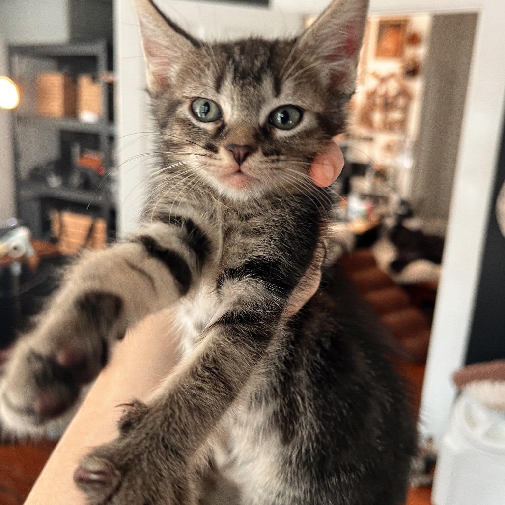 Enlarge TOE, a Adoptable Domestic Short Hair in San Antonio, TX image 1/2