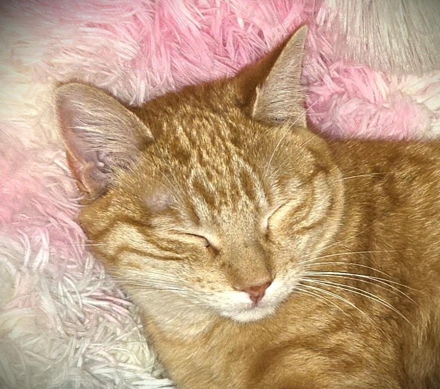 Enlarge SAMMY, a ADOPTABLE Domestic Short Hair in Mankato, MN image 1/2