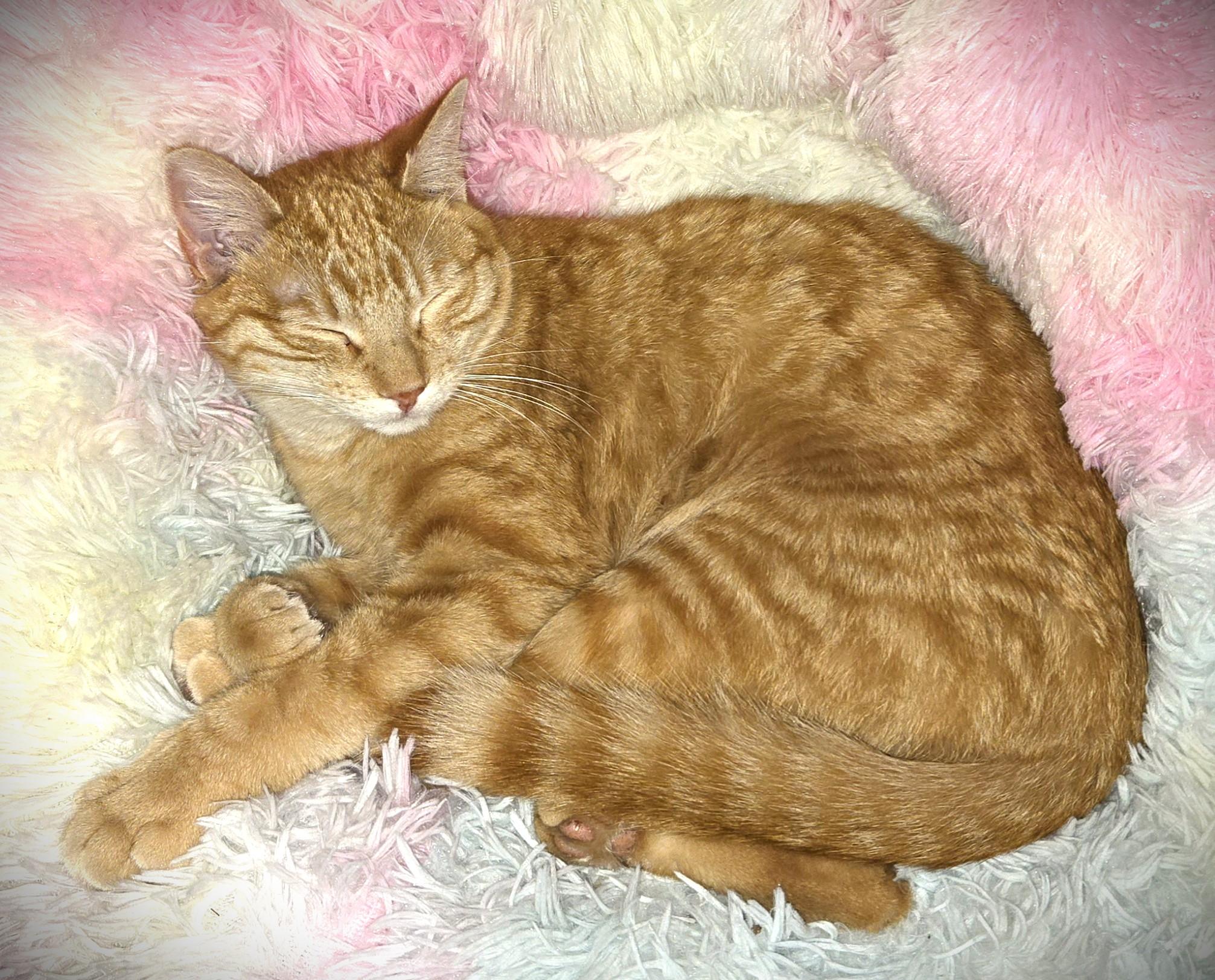 Enlarge SAMMY, a ADOPTABLE Domestic Short Hair in Mankato, MN image 2/2