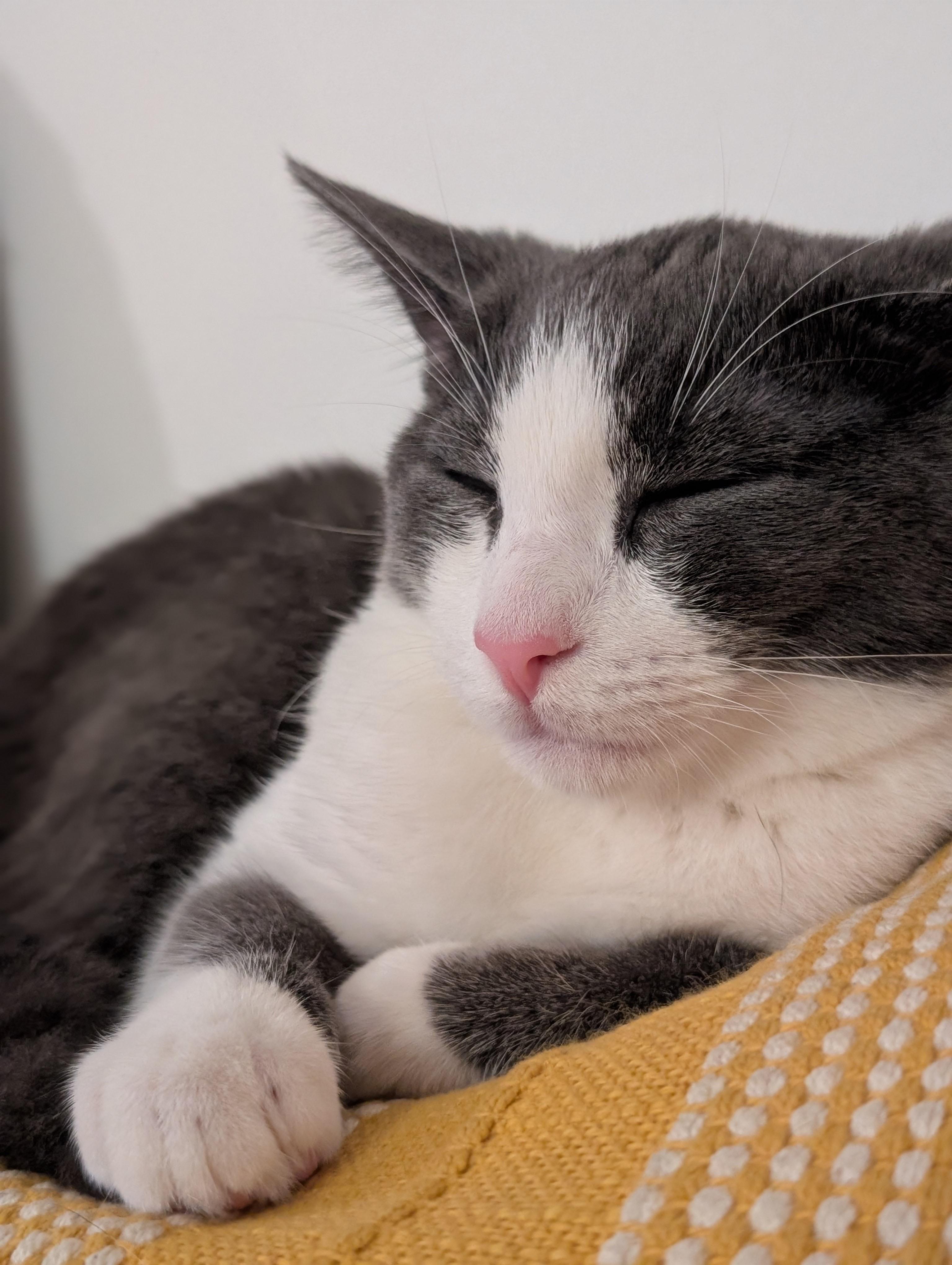 Zoey, a ADOPTABLE Domestic Short Hair in Ardsley, NY image 2/2