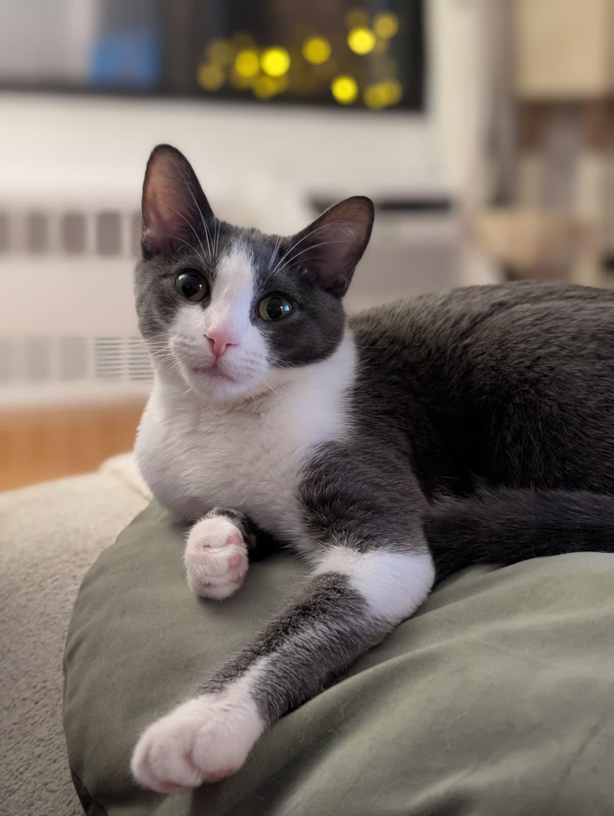 Zoey, ADOPTABLE, Young Female Domestic Short Hair.