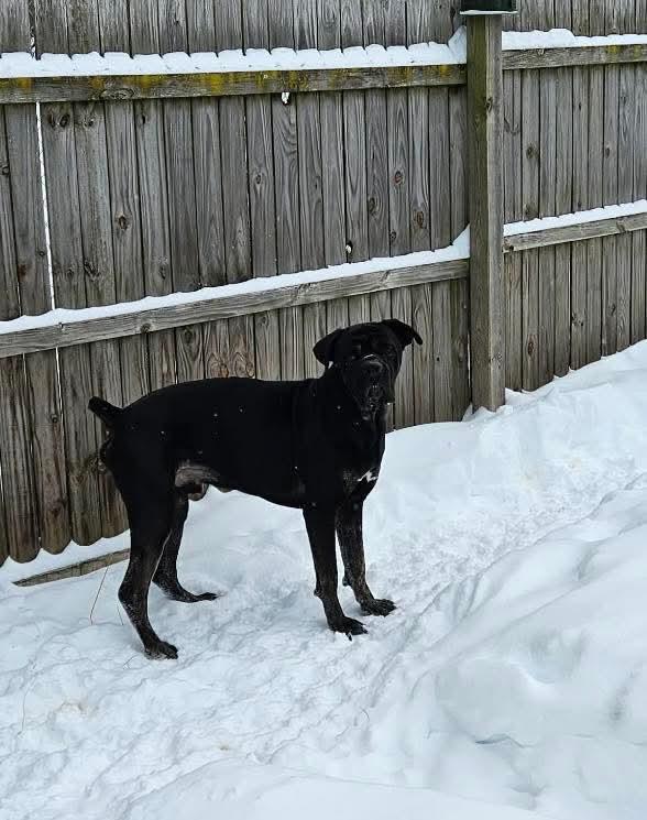 Enlarge OZZY tinycauseadopt@gmail.com , a ADOPTABLE mixed breed in Vandergrift, PA image 1/1