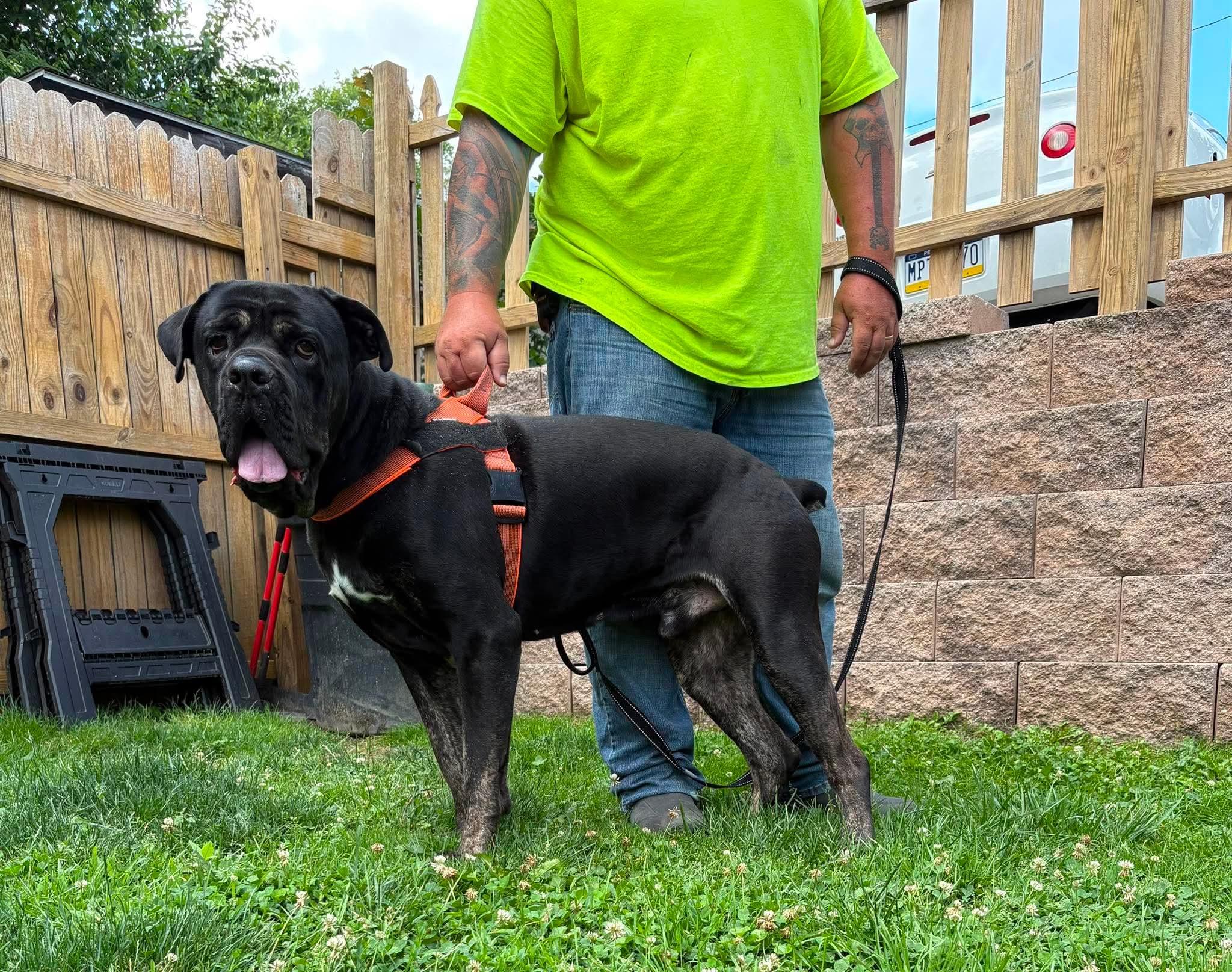 OZZY tinycauseadopt@gmail.com , a ADOPTABLE mixed breed in Vandergrift, PA image 1/2