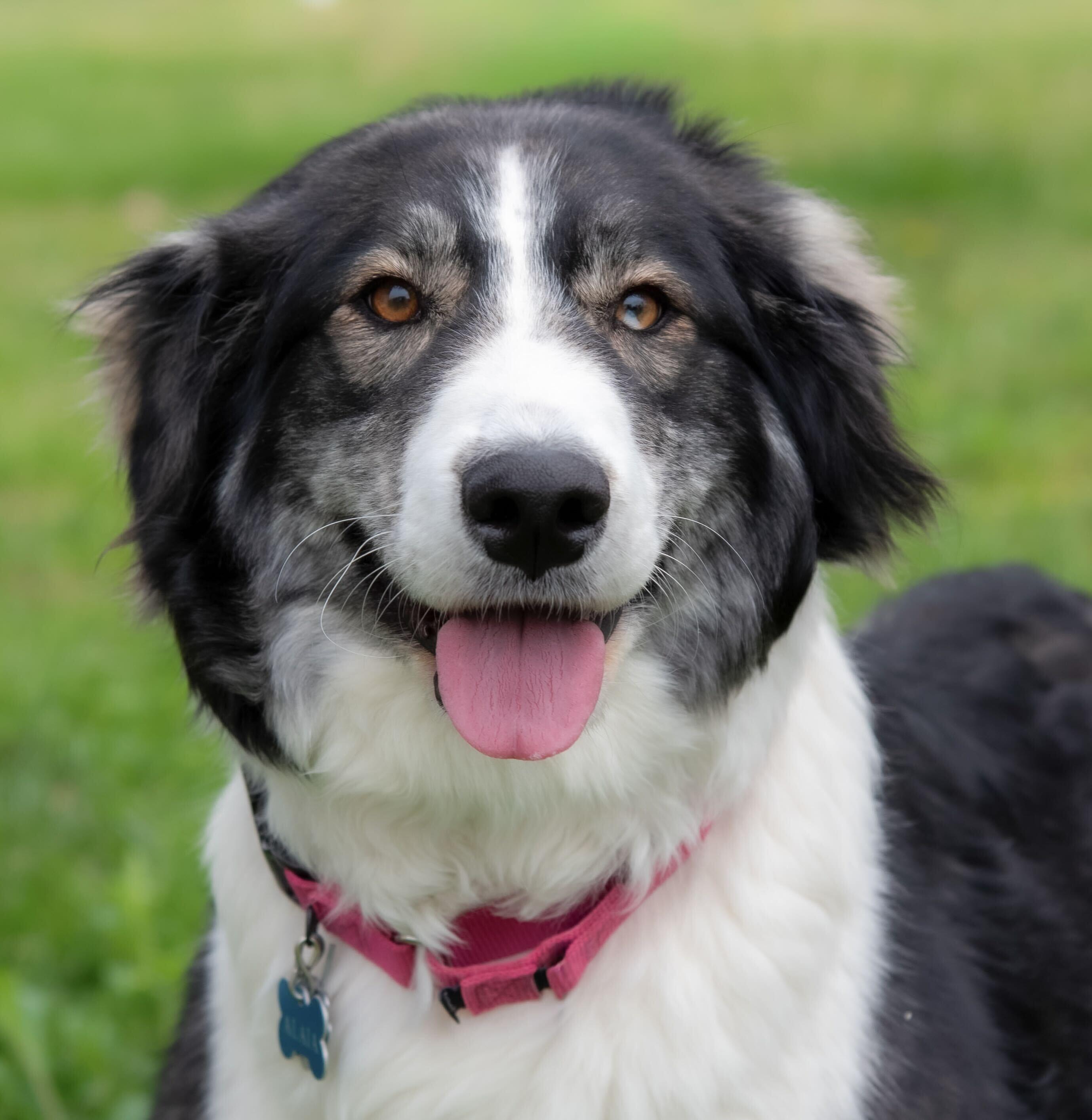 Enlarge Alaia, an adopted mixed breed in Inwood, WV image 3/3
